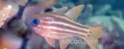 金线天竺鲷是什么鱼？_0