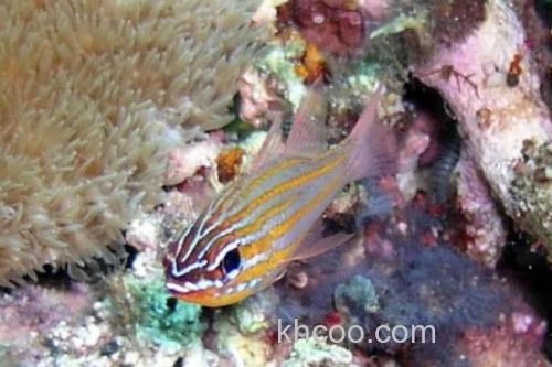 金线天竺鲷是什么鱼？_1