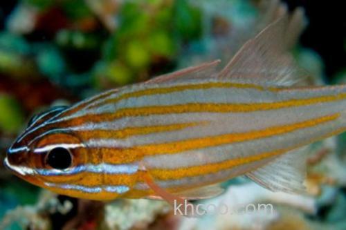 金线天竺鲷是什么鱼？_2