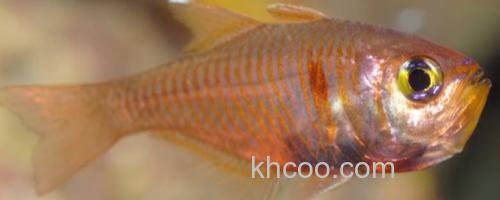 褐斑带天竺鲷是什么鱼？_0