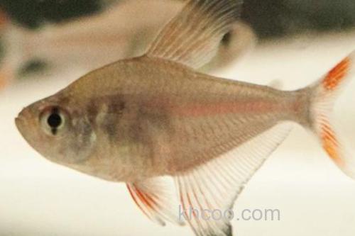 褐斑带天竺鲷是什么鱼？_3