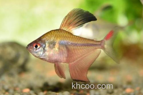 褐斑带天竺鲷是什么鱼？_2