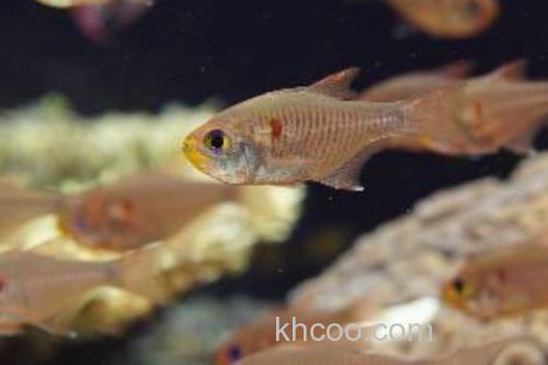 褐斑带天竺鲷是什么鱼？_1