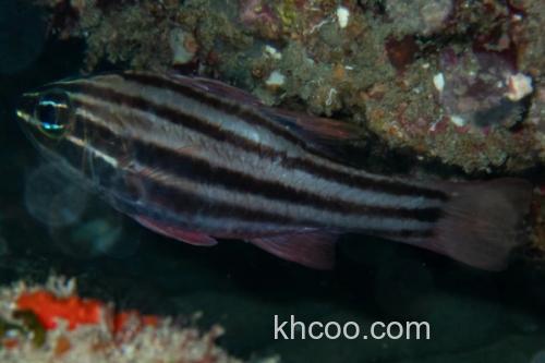 褐带天竺鲷是什么鱼？_3