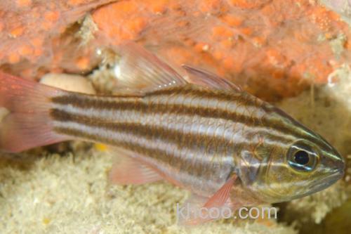 褐带天竺鲷是什么鱼？_1