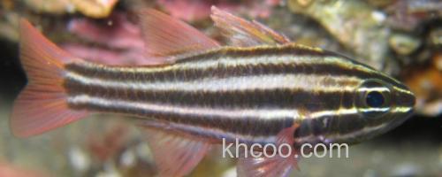 褐带天竺鲷是什么鱼？_0