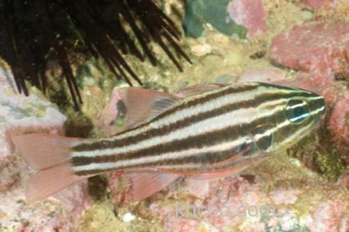 褐带天竺鲷是什么鱼？_2