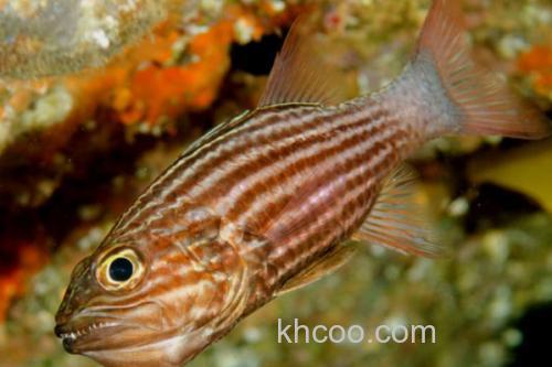 裂带天竺鲷是什么鱼？_2