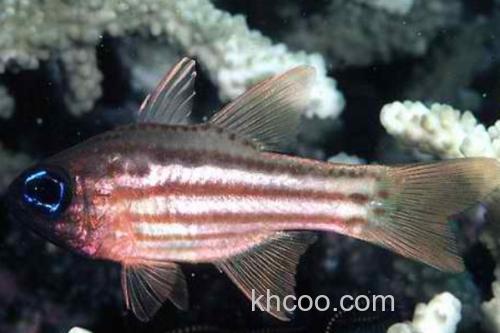 裂带天竺鲷是什么鱼？_1