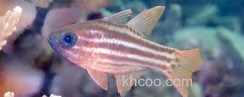 裂带天竺鲷是什么鱼？_0