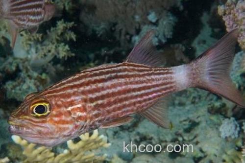 裂带天竺鲷是什么鱼？_3