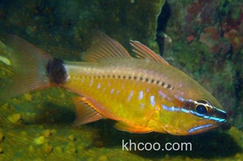 萨摩亚圣天竺鲷是什么鱼？_2