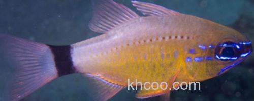 萨摩亚圣天竺鲷是什么鱼？_0