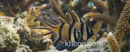 考氏鳍竺鲷是什么鱼？_0