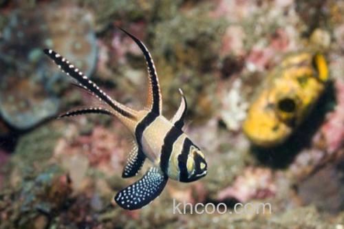 考氏鳍竺鲷是什么鱼？_2