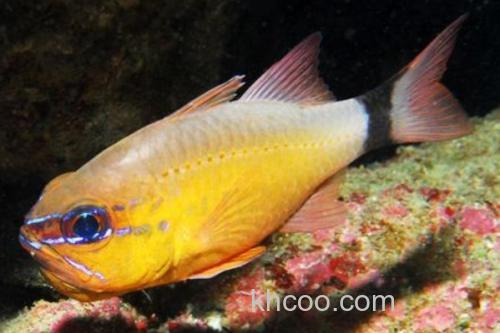 萨摩亚圣天竺鲷是什么鱼？_3