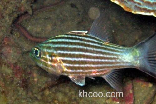 细条银口天竺鲷是什么鱼？_1