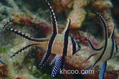 考氏鳍竺鲷是什么鱼？_3