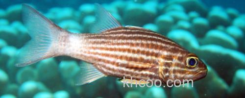 细条银口天竺鲷是什么鱼？_0