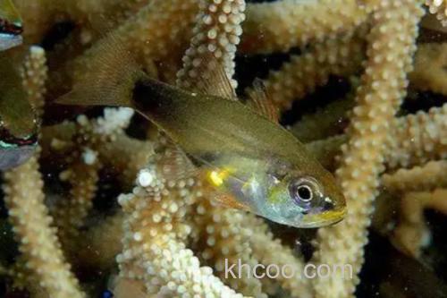 珍珠狸天竺鲷是什么鱼？_1