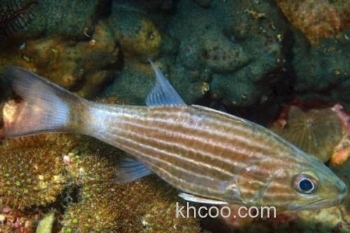 细条银口天竺鲷是什么鱼？_2