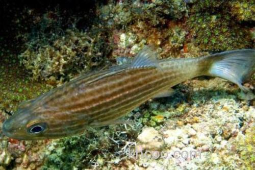细条银口天竺鲷是什么鱼？_3