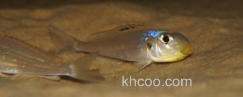 珍珠狸天竺鲷是什么鱼？_0