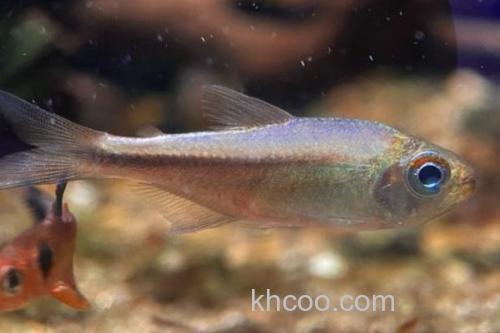 珍珠狸天竺鲷是什么鱼？_2