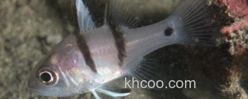 犬牙拟天竺鲷是什么鱼？_0