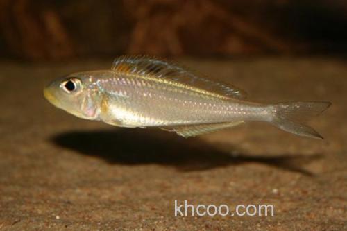 珍珠狸天竺鲷是什么鱼？_3