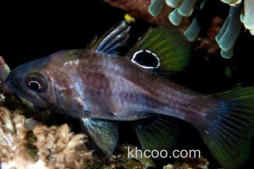犬牙拟天竺鲷是什么鱼？_1