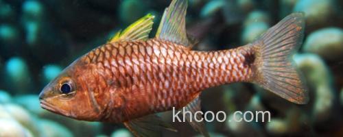 美鳍天竺鲷是什么鱼？_0