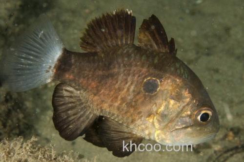 犬牙拟天竺鲷是什么鱼？_2