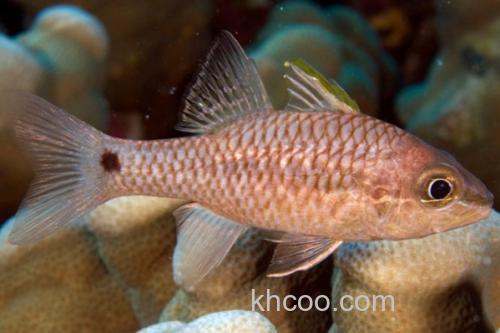美鳍天竺鲷是什么鱼？_1