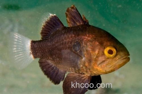 犬牙拟天竺鲷是什么鱼？_3