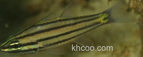 棕线管竺鲷是什么鱼？_0