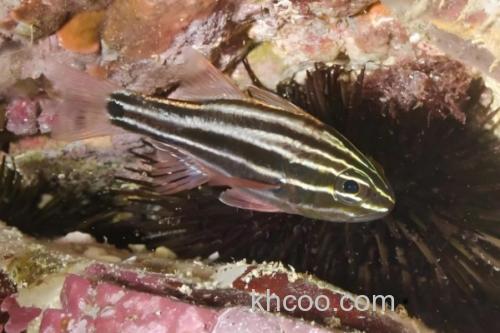 棕线管竺鲷是什么鱼？_1