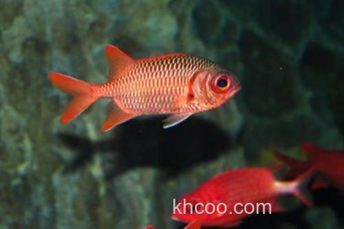 美鳍天竺鲷是什么鱼？_2