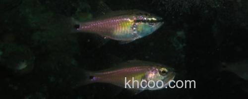 日本裸天竺鲷是什么鱼？_0