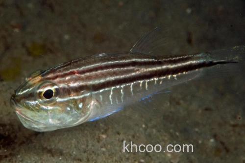 棕线管竺鲷是什么鱼？_3