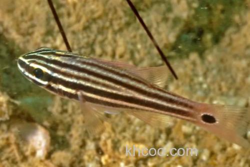 棕线管竺鲷是什么鱼？_2