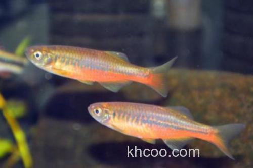 日本裸天竺鲷是什么鱼？_3