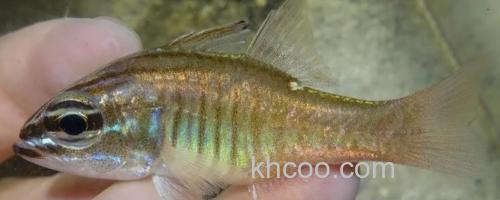 摩鹿加鹦竺鲷是什么鱼？_0