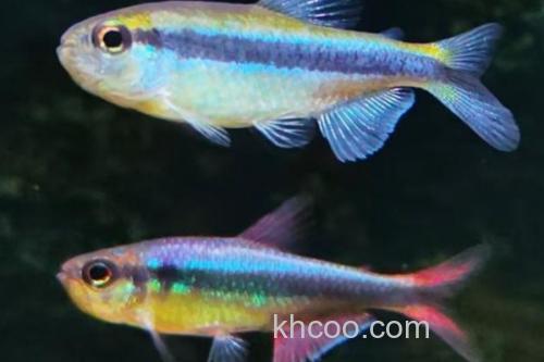 日本裸天竺鲷是什么鱼？_1