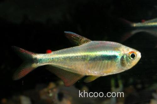 日本裸天竺鲷是什么鱼？_2