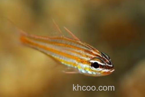 摩鹿加鹦竺鲷是什么鱼？_2