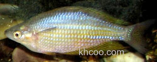 扁头天竺鲷是什么鱼？_0