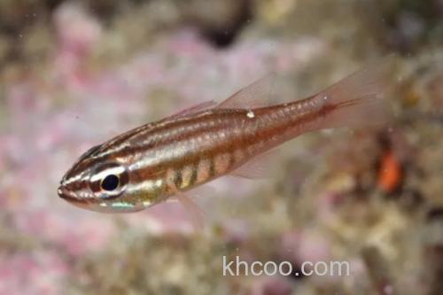 摩鹿加鹦竺鲷是什么鱼？_1