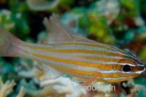 摩鹿加鹦竺鲷是什么鱼？_3