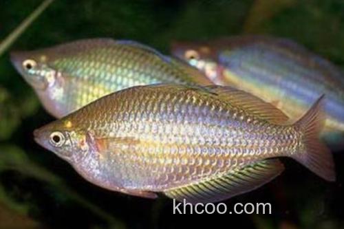 扁头天竺鲷是什么鱼？_2